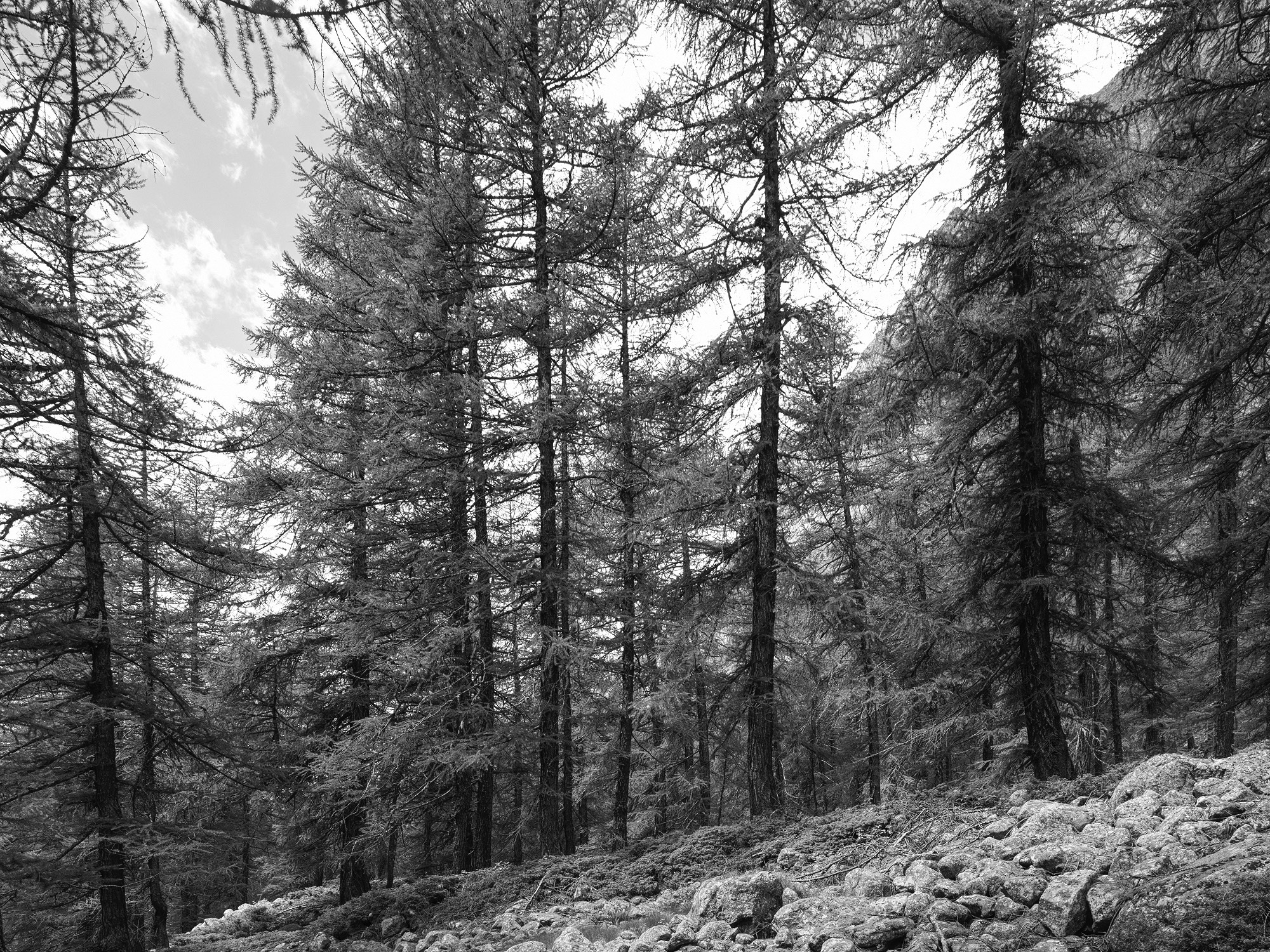 A short description about the picture goes here