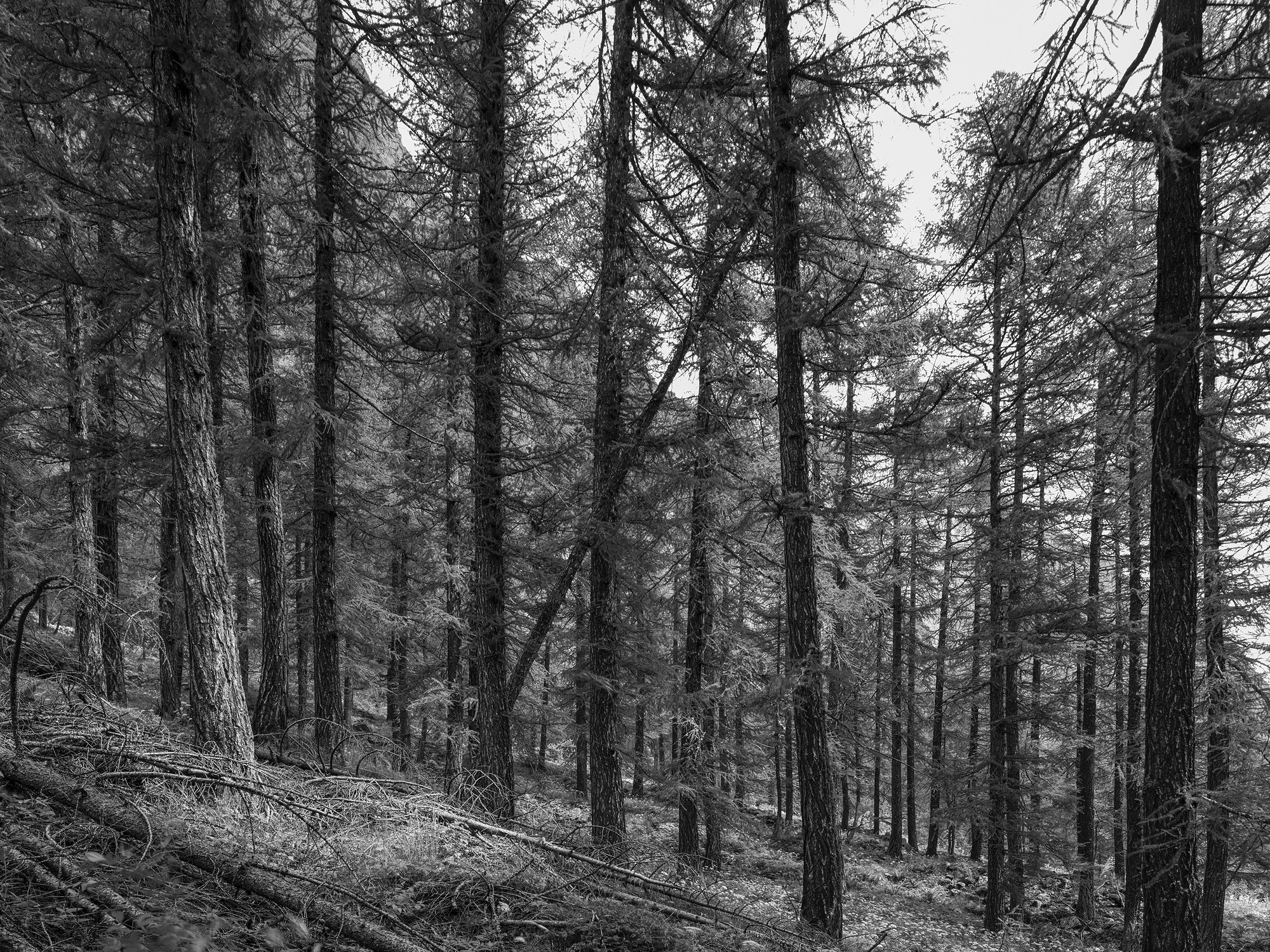 A short description about the picture goes here