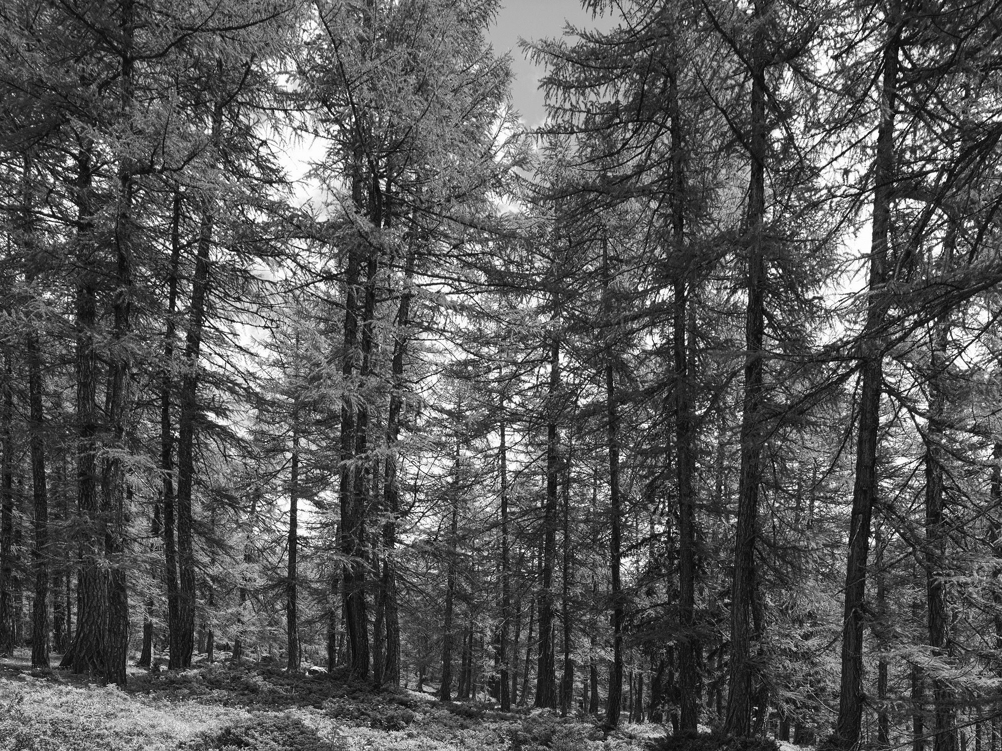 A short description about the picture goes here