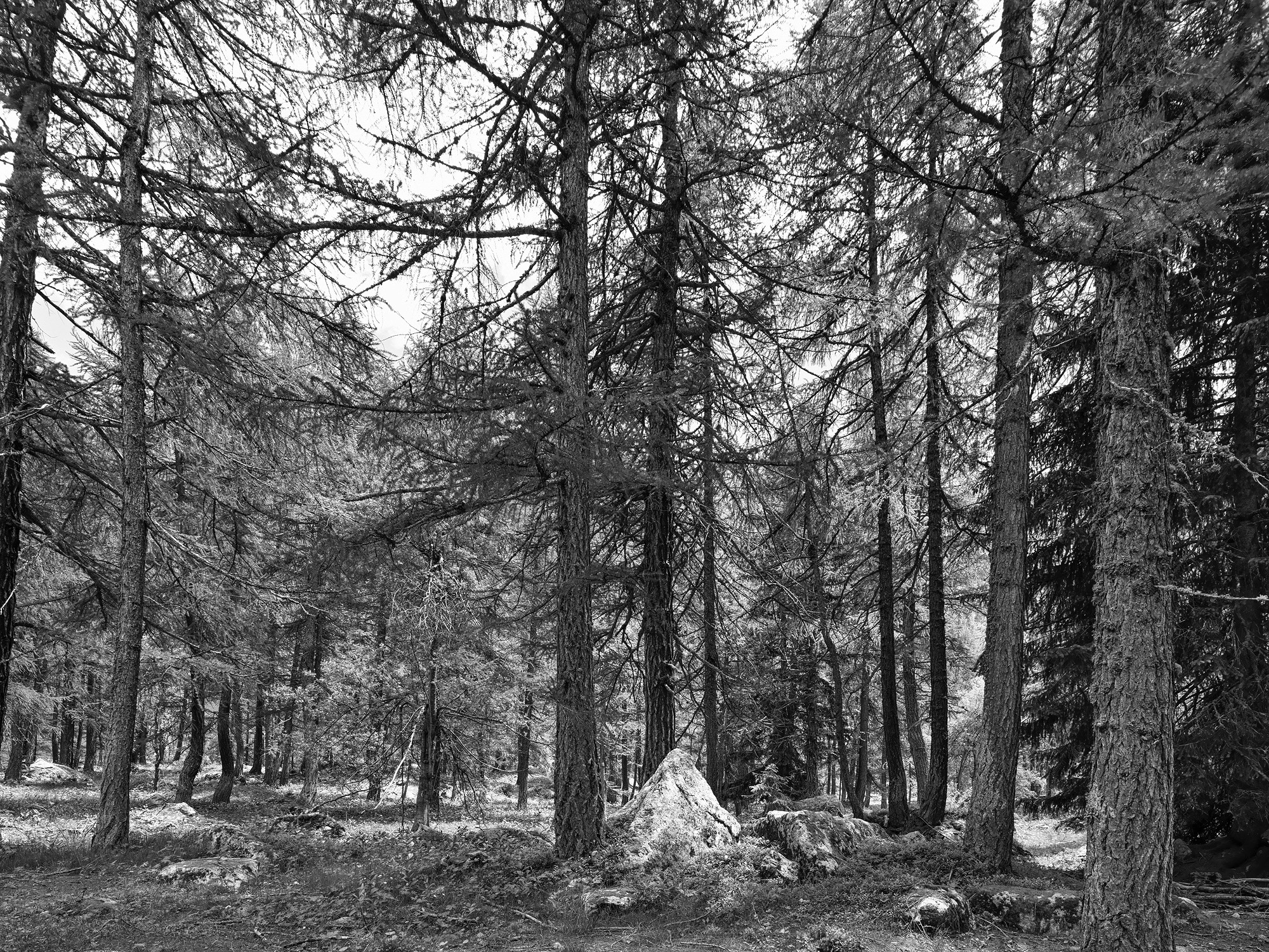 A short description about the picture goes here