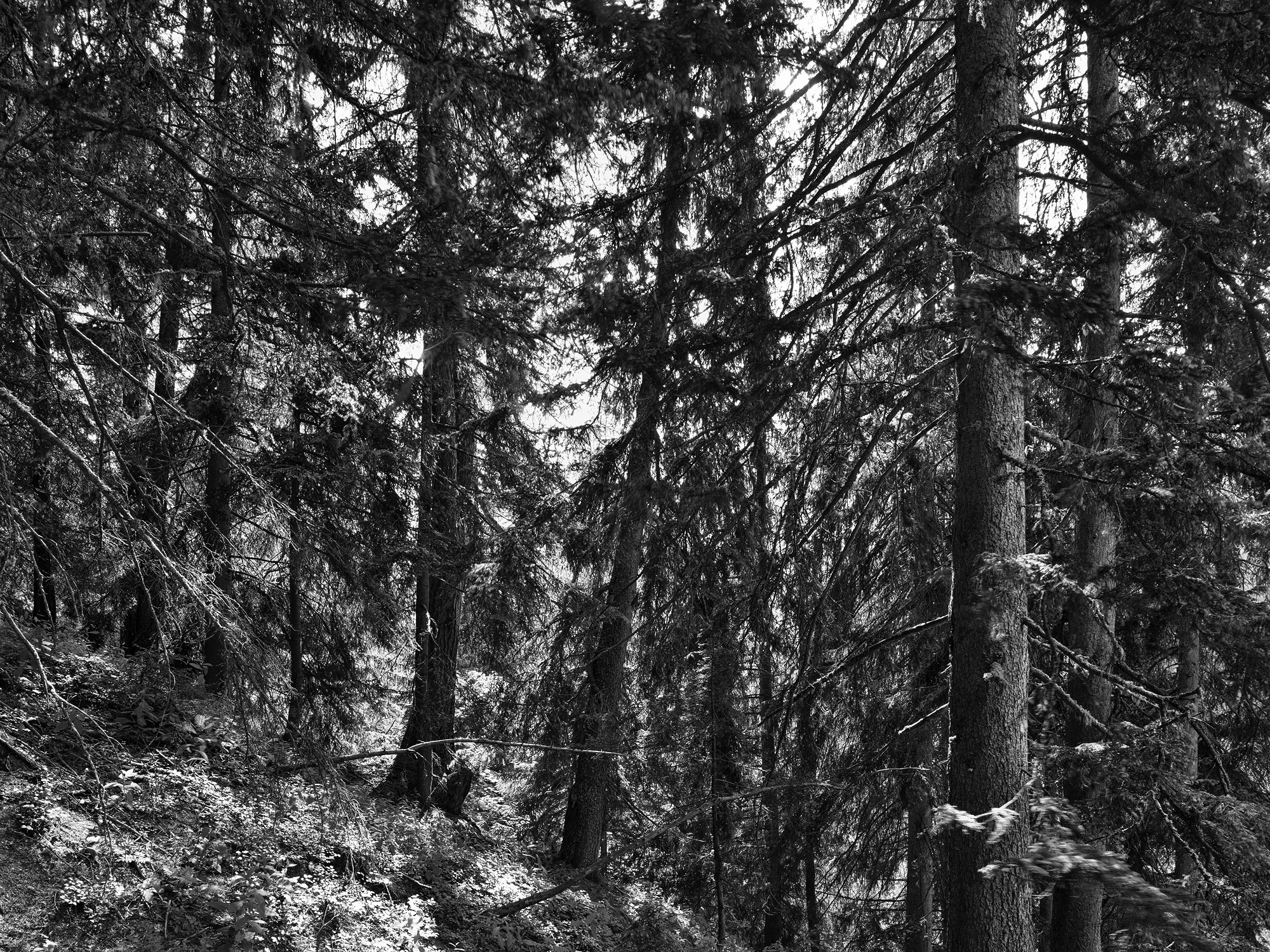 A short description about the picture goes here