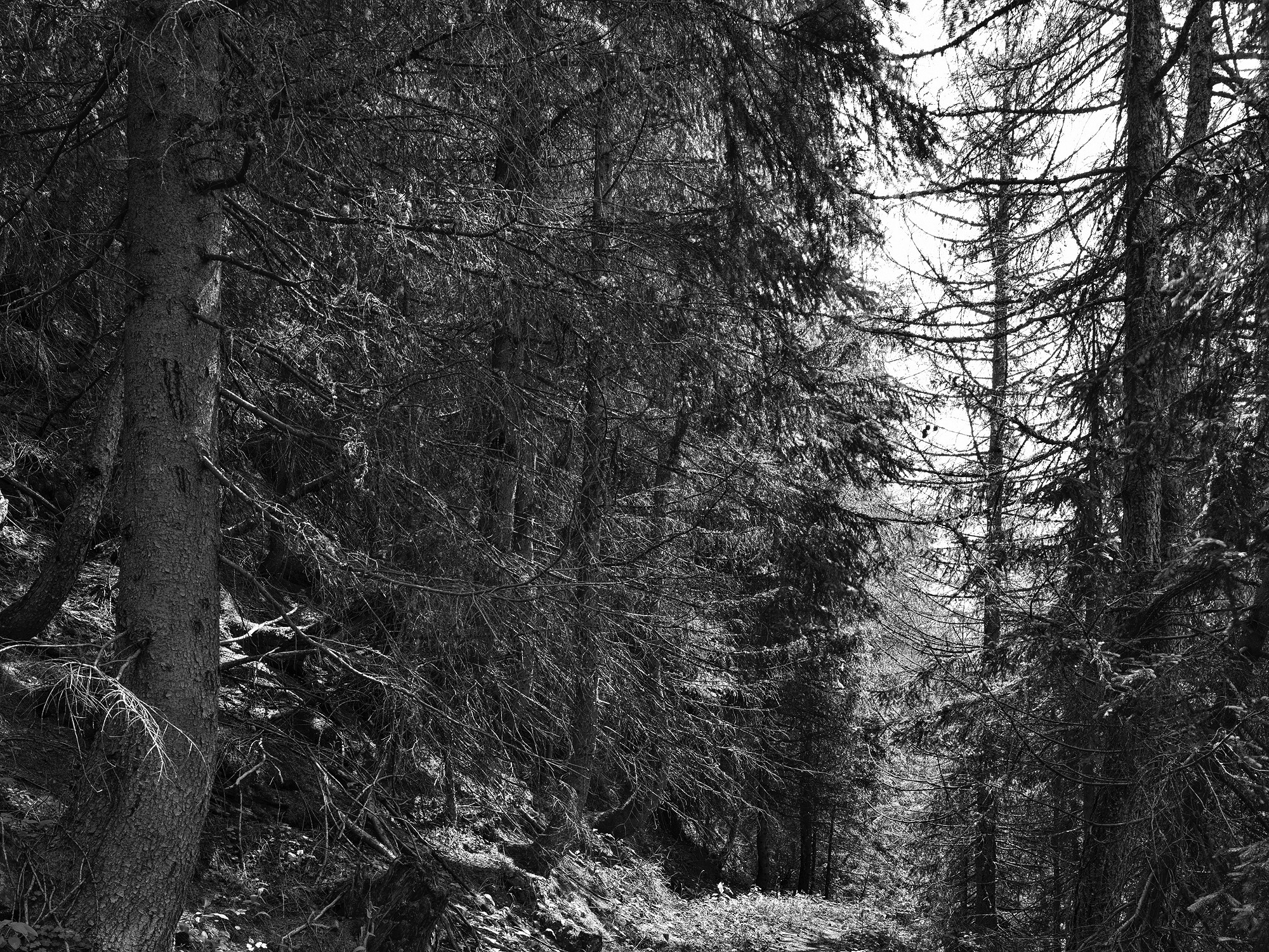 A short description about the picture goes here