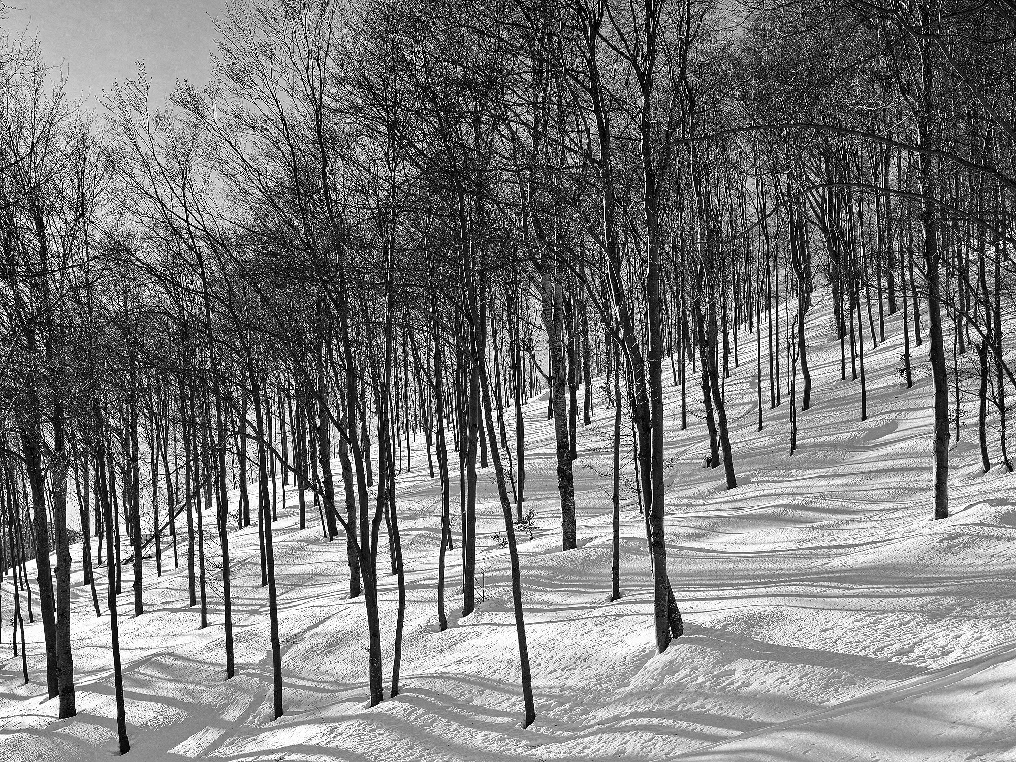 A short description about the picture goes here