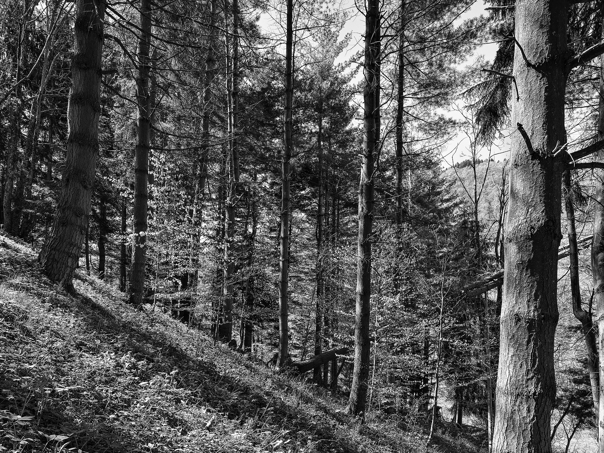 A short description about the picture goes here