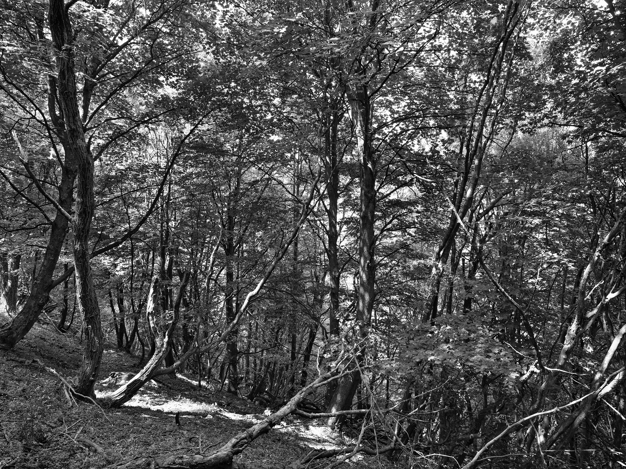 A short description about the picture goes here