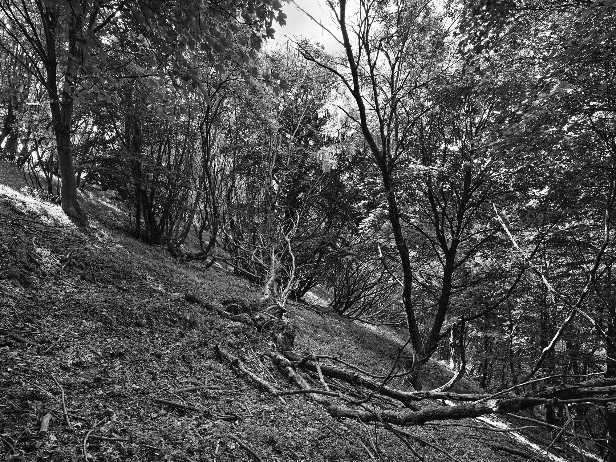 A short description about the picture goes here