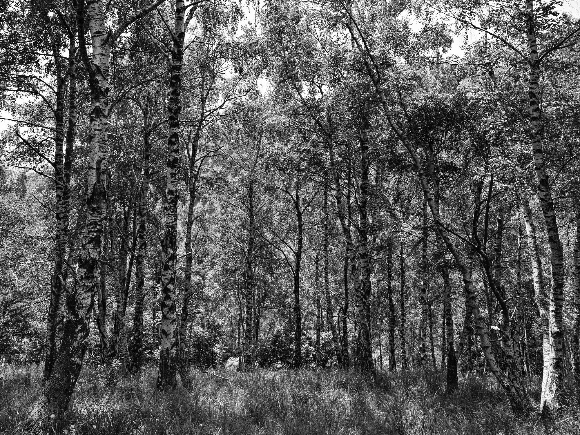 A short description about the picture goes here