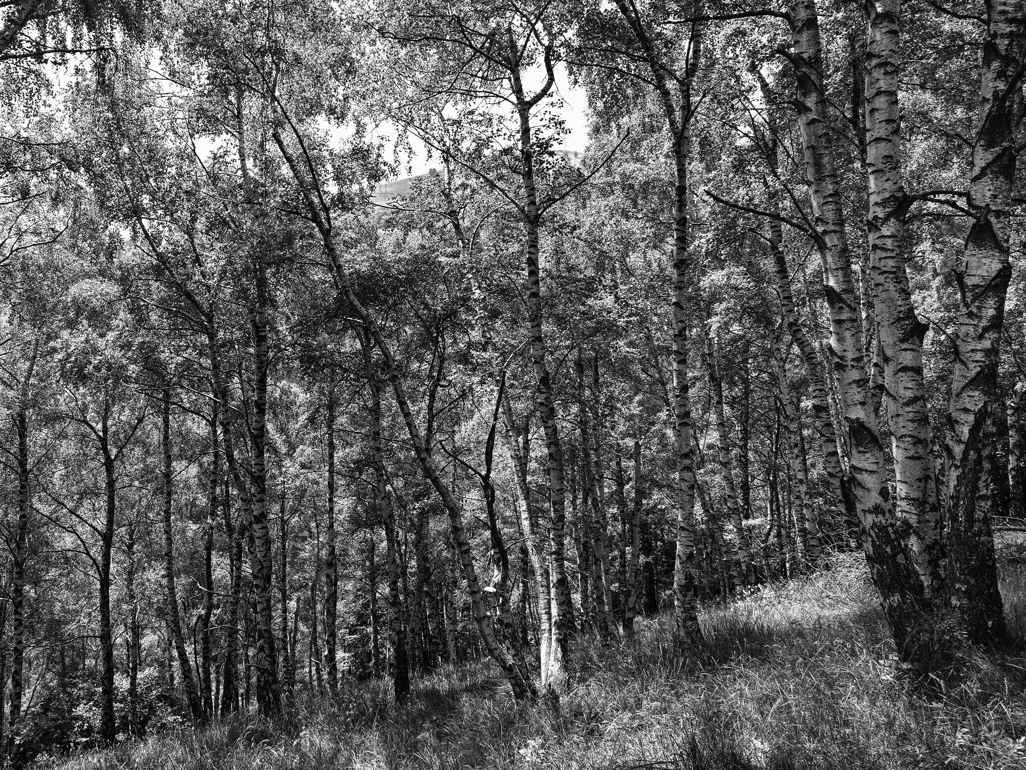 A short description about the picture goes here