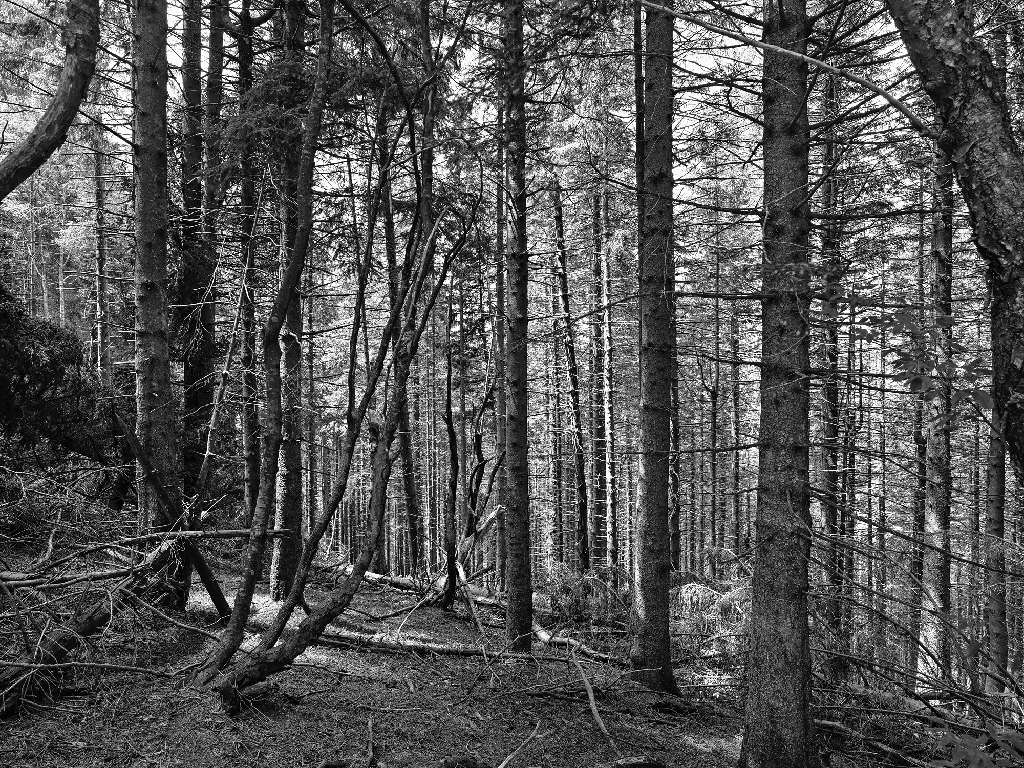 A short description about the picture goes here