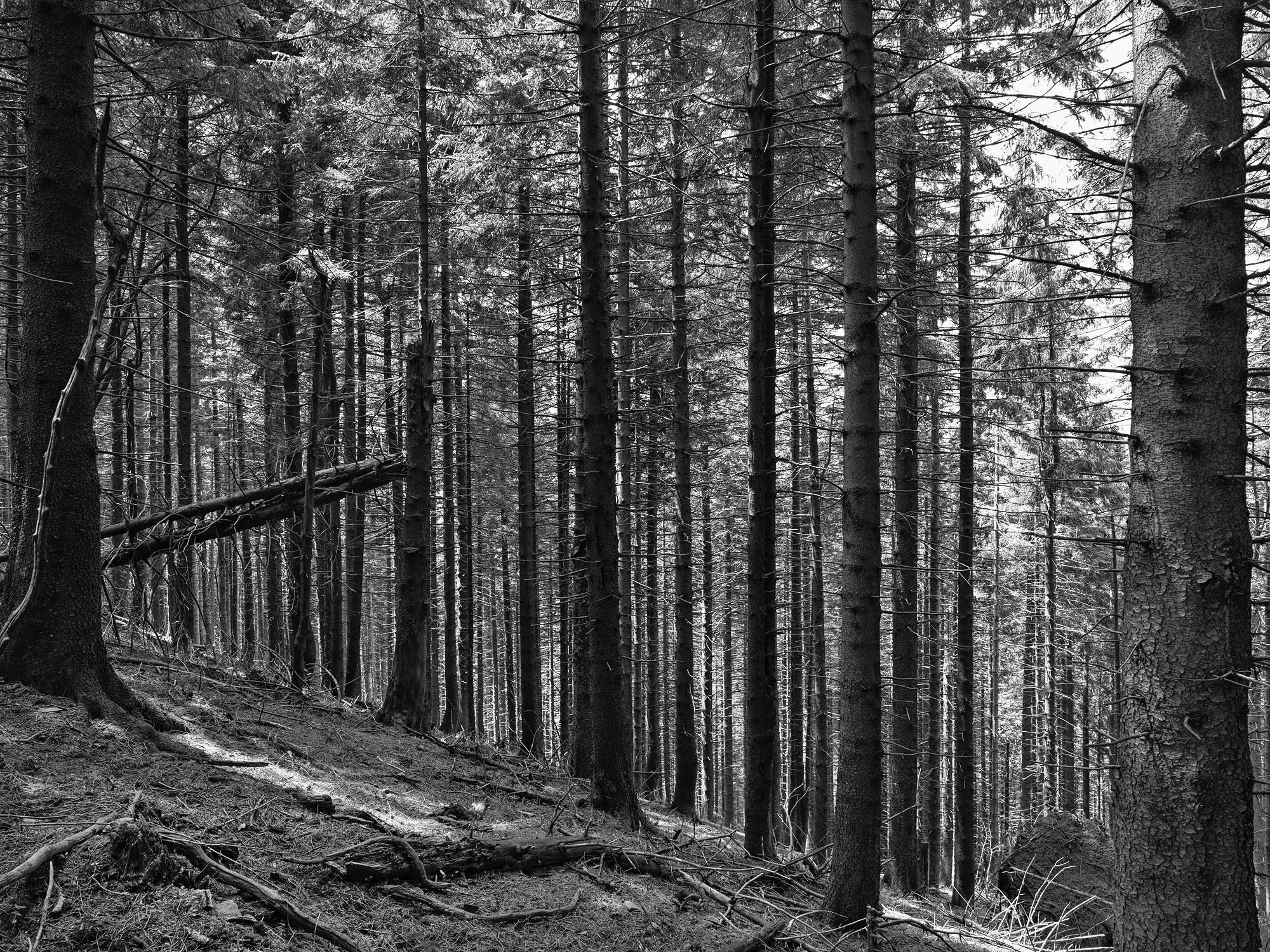 A short description about the picture goes here