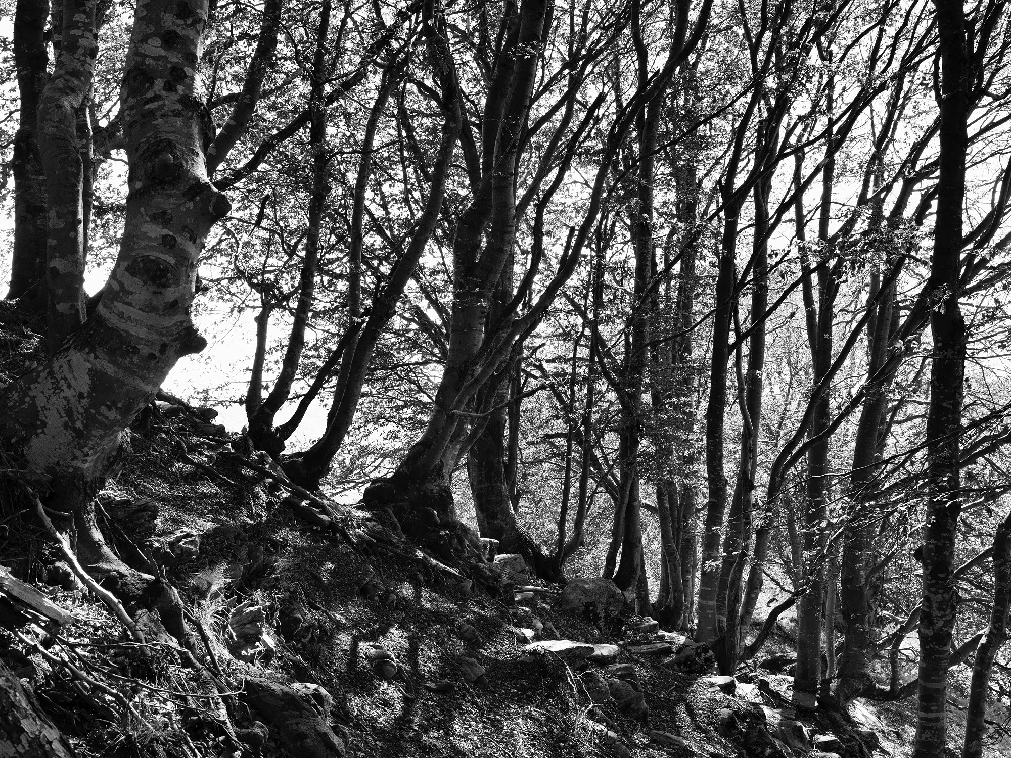 A short description about the picture goes here