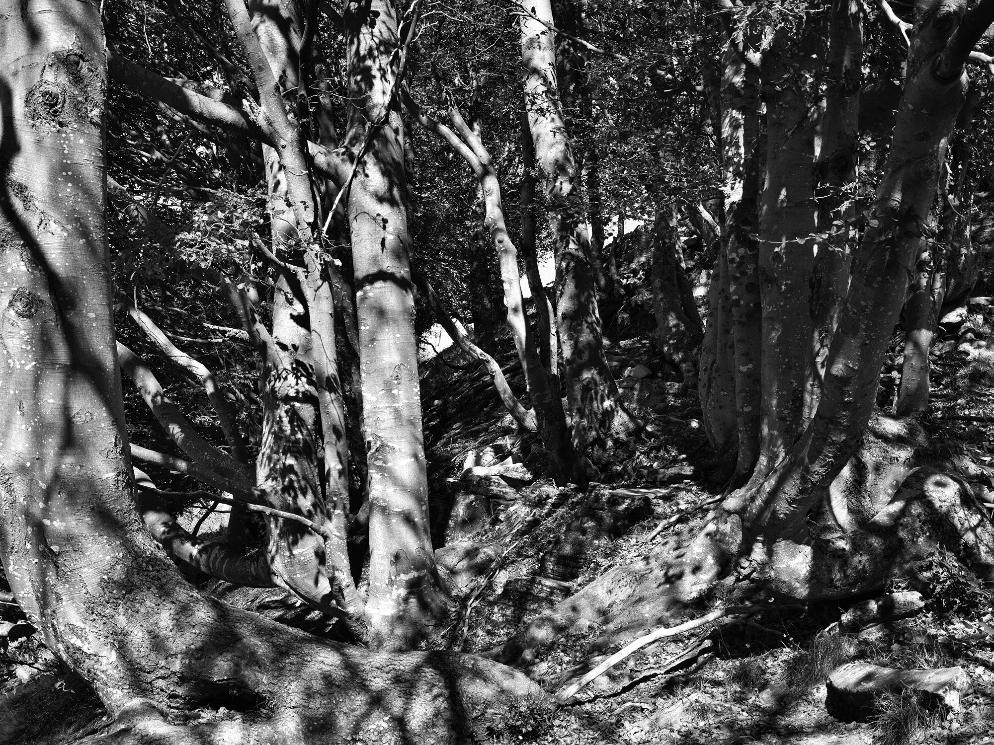 A short description about the picture goes here