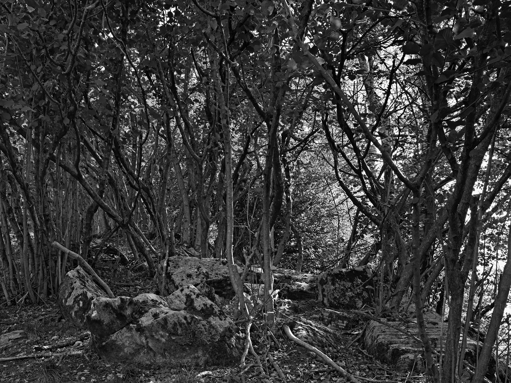 A short description about the picture goes here